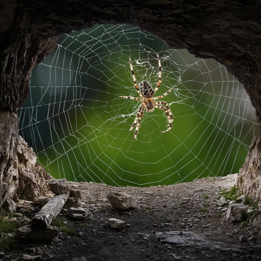 Spinnen angst arachnofobie