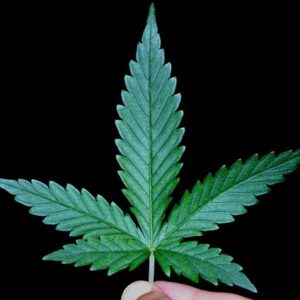 Cannabis wietverslaving blowen